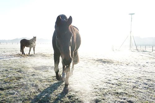 Naderend paard bij opkomende zon