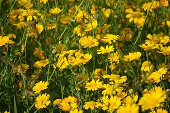 Mer de fleurs ensoleillée