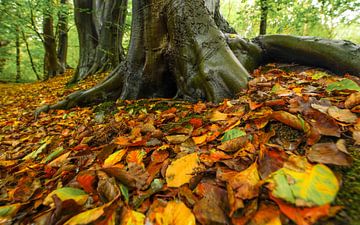 Wald im Herbst von Dirk van Egmond