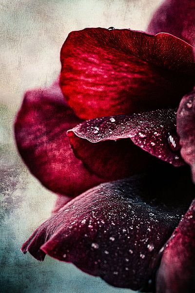 Deep red rose with dewdrops by Imperial Art House