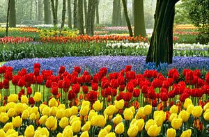 Pays-Bas, Lisse. Tulipes en fleurs au « Keukenhof ».