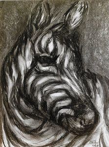 Neugieriges Zebra.