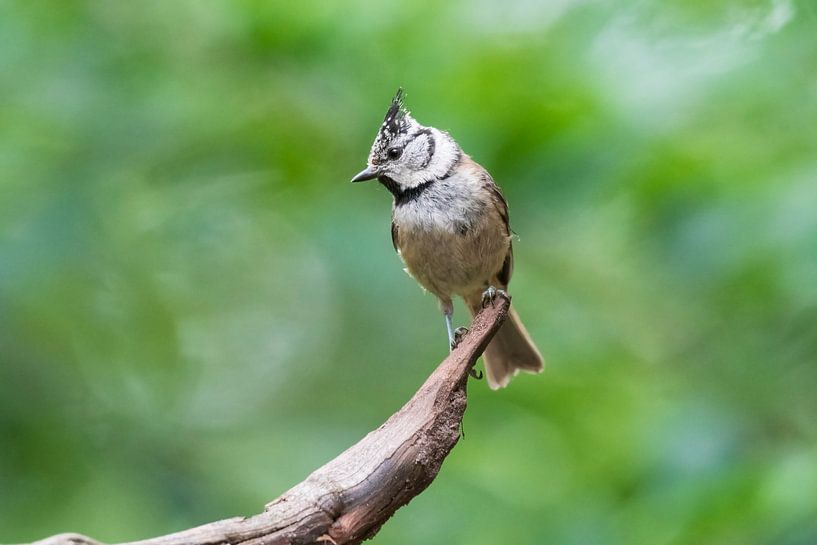 Crested tit by Merijn Loch