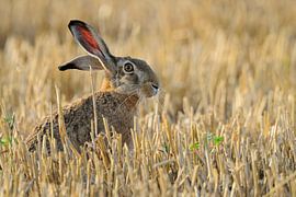 Feldhase * Lepus europaeus * auf spätsommerlichem Stoppelfeld sur wunderbare Erde