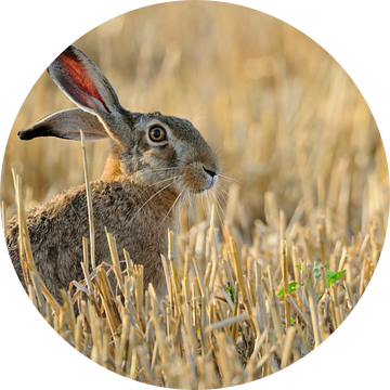 European Hare * Lepus europaeus * sitting in a stubble field van wunderbare Erde