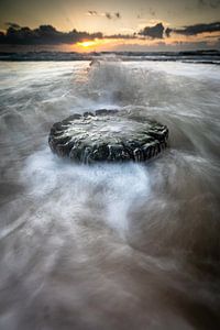 Tête de pieu brumeuse