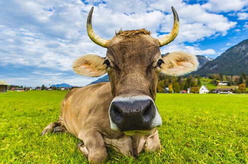 Koe in de Allgäu