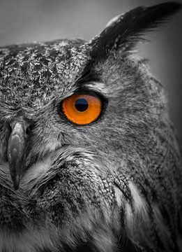 Close-up of an owl in black and white