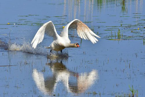 Envol du cygne tuberculé