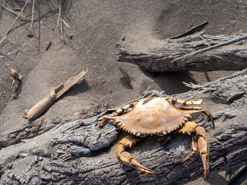 Common shore crab (Carcinus maenas) on a wood by Animaflora PicsStock