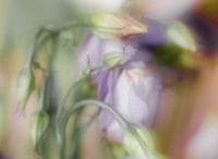 Blumen mit Mehrfachbelichtung