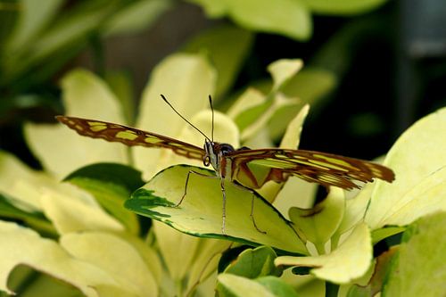 Siproeta Stelenes
