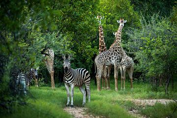 Giraffen en zebra's in Zuid-Afrika van Paula Romein