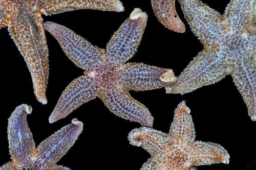 Starfish by Stijn Smits