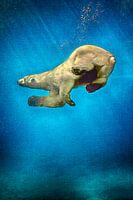 swimming polar bear 