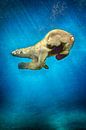 Zwemmende IJsbeer van Henk Langerak thumbnail