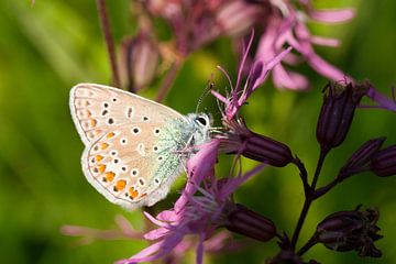 B-fly by Johan Lambrix