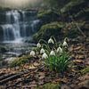 Schneeglöckchen - Frühlingserwachen an einem Wasserfall im Wald von Christina Bauer Photos