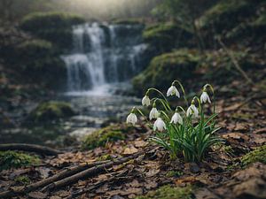 Schneeglöckchen - Frühlingserwachen an einem Wasserfall im Wald