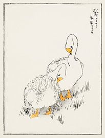 Duck and Young Grass illustration by Numata Kashu by Studio POPPY