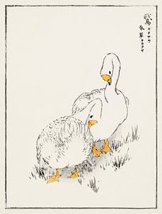 Duck and Young Grass-illustratie door Numata Kashu van Studio POPPY