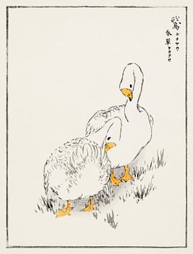 Duck and Young Grass illustration by Numata Kashu by Studio POPPY