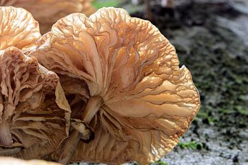 Underside of mushrooms on a trunk