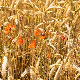Mohnblüten im Gerstenfeld von Marc Heiligenstein