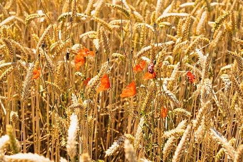 Pavots dans un champ d'orge