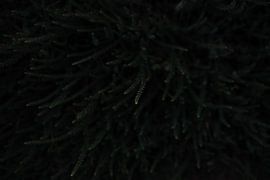 Donker takje - detail natuurfotografie groen print van Laurie Karine van Dam