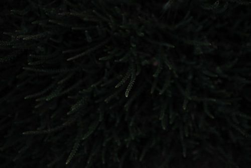 Dark branch - detail nature photography green print