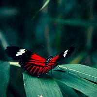 Vlinder: Heliconius melpomene