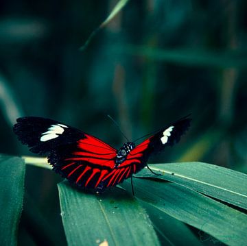 Butterfly: Heliconius melpomene by Guido Heijnen