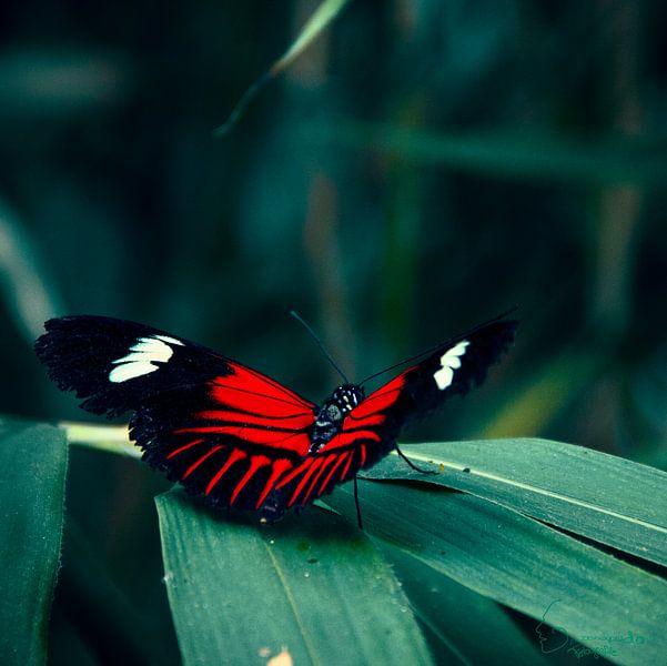 Vlinder: Heliconius melpomene van Guido Heijnen