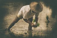 Rijst planten 