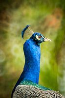 Portrait de paon avec un beau bokeh