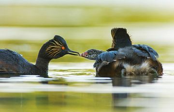 Young black-necked grebe is fed by parent by Remco Van Daalen
