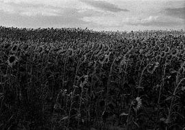 Sleeping Beauties by Pia van Spaendonck