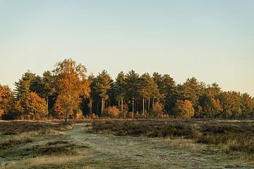 Pflanzen Sonnenuntergang Naturschutzgebiet Maashorst Uden Landschaft von Marc van den Elzen