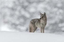 Coyote ( Canis latrans ), in winter, lots of snow, watching,  looks funny , wildlife, Yellowstone, U by wunderbare Erde