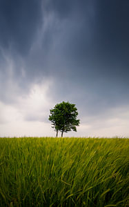Baum im Sturm
