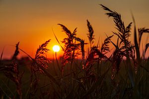 Zonsondergang door het riet bij Dorkwerd van Evert Jan Luchies