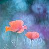 Atmosphere with poppies by Teuni's Dreams of Reality