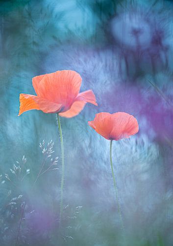 Ambiance avec des coquelicots