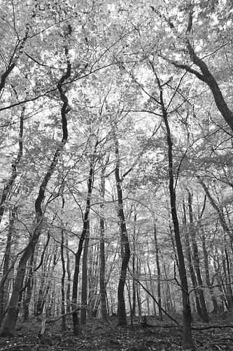Levez les yeux en noir et blanc