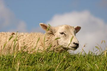 Moutons sur Natalie van der Hoeven