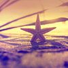 Starfish in the light of sunset by Tanja Riedel