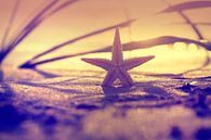 Seestern im Sonnenuntergang  von Tanja Riedel Miniaturansicht