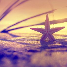 Starfish in the light of sunset by Tanja Riedel
