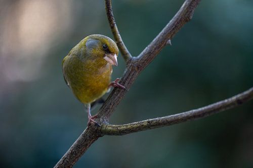 The greenfinch